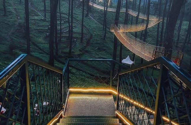 Orchid Forest 2