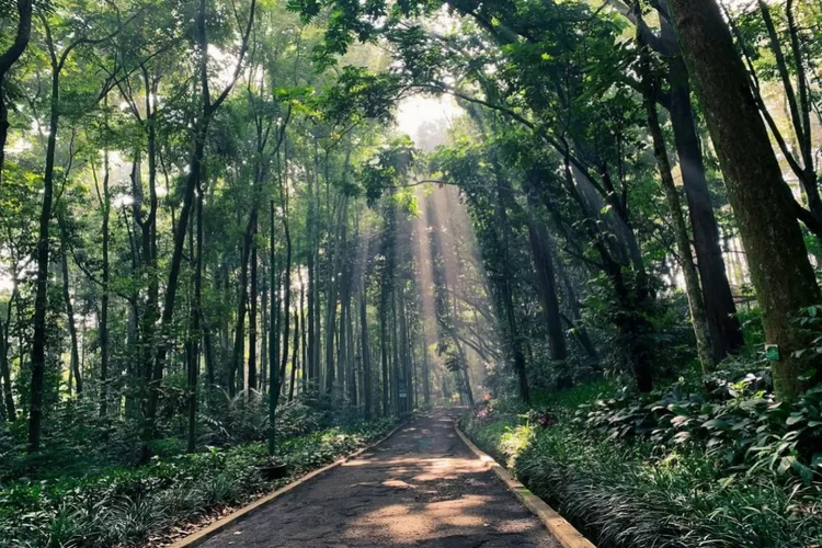 Tahura Forest 2